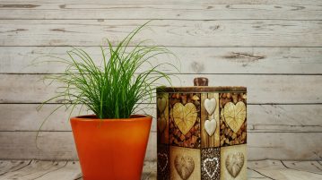 planta in ghiveci ghivecele pentru plante