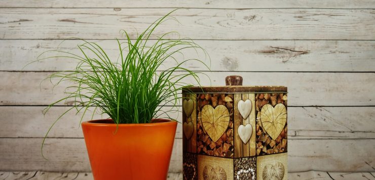 planta in ghiveci ghivecele pentru plante