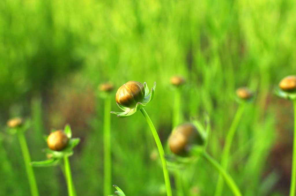 Ciupirea plantelor