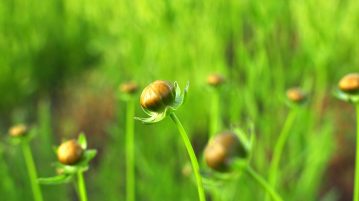 Ciupirea plantelor