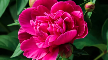 paeonia