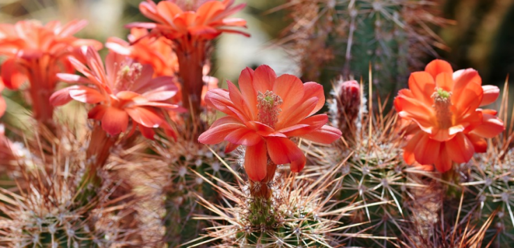cactus