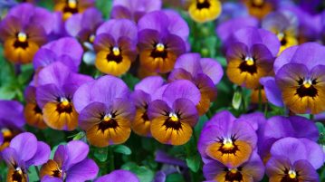 viola