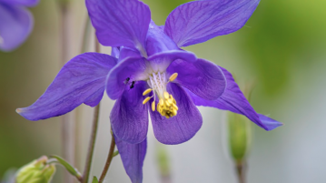 aquillegia