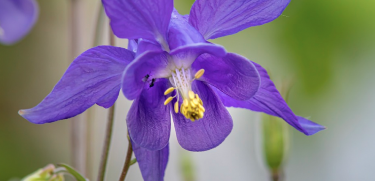 aquillegia