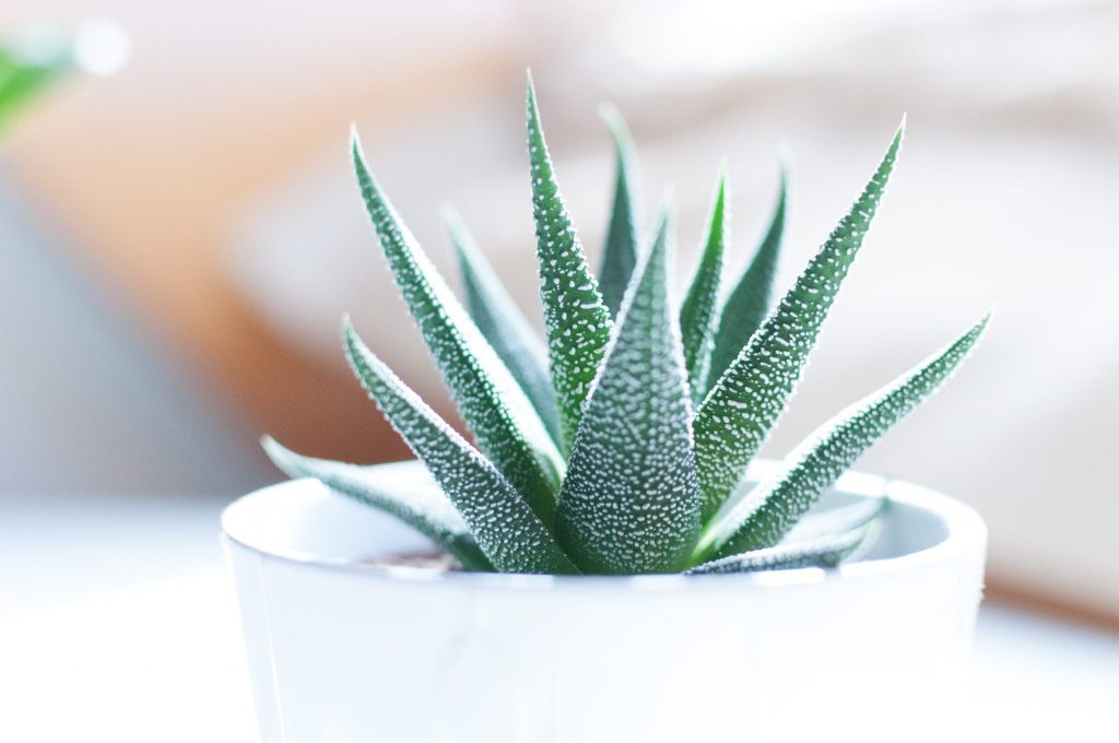 Aloe Vera pentru ghiveci