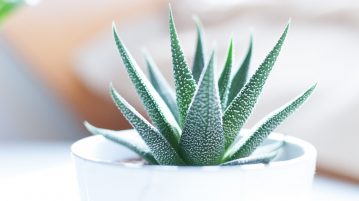 Aloe Vera pentru ghiveci