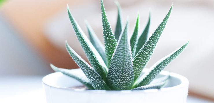Aloe Vera pentru ghiveci