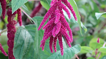 amaranthus