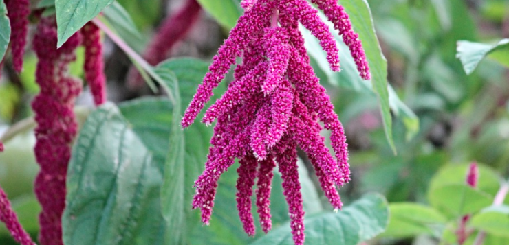 amaranthus