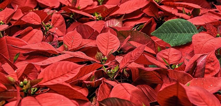 poinsettia