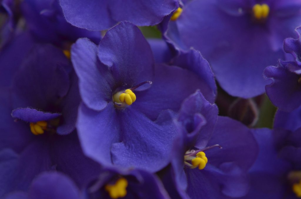 violete de parma