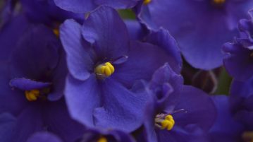 violete de parma