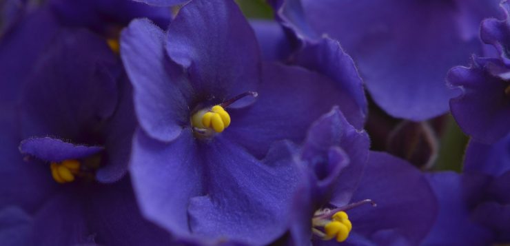 violete de parma