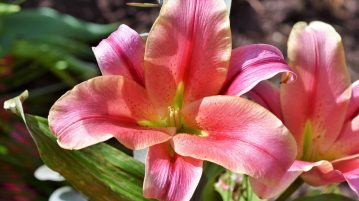plante toxice