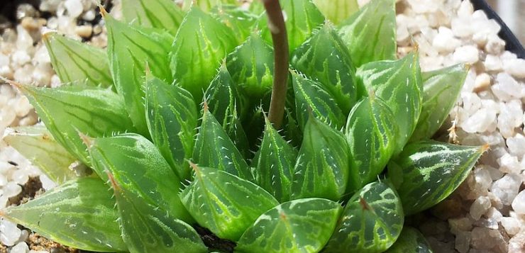 plante interesante