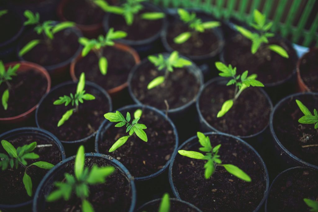 plante aromatice