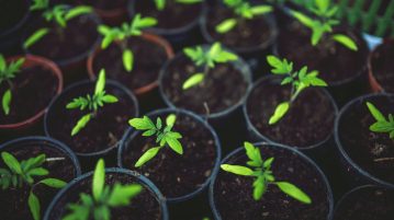 plante aromatice