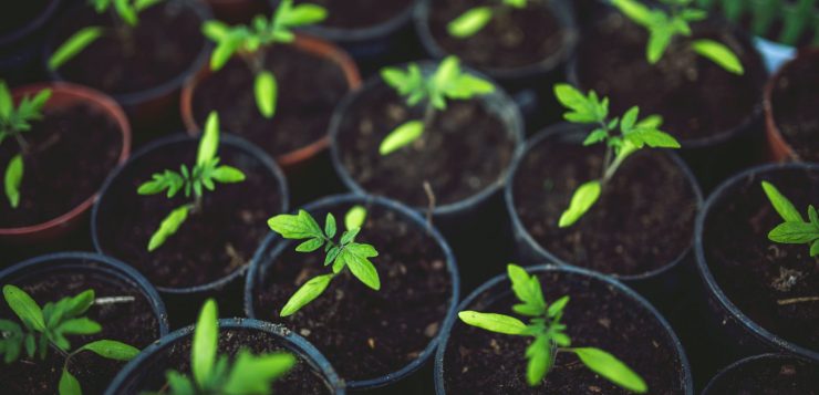 plante aromatice