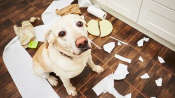 animale de companie