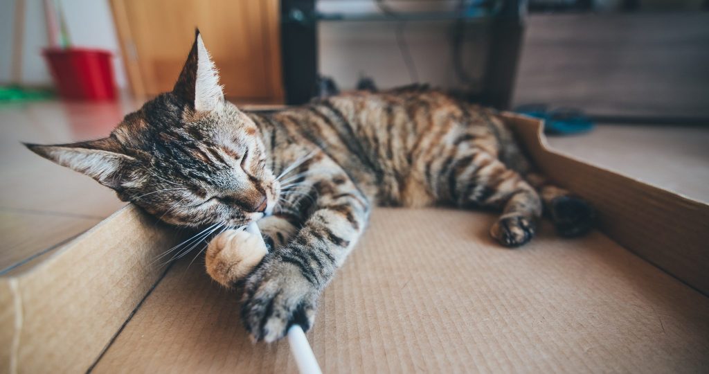 diy animale de companie