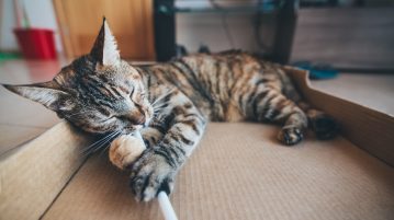 diy animale de companie