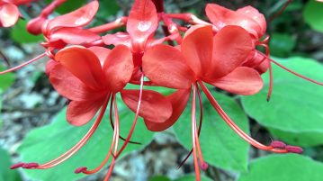 clerodendrum