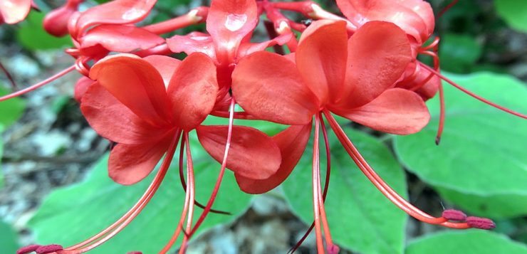 clerodendrum