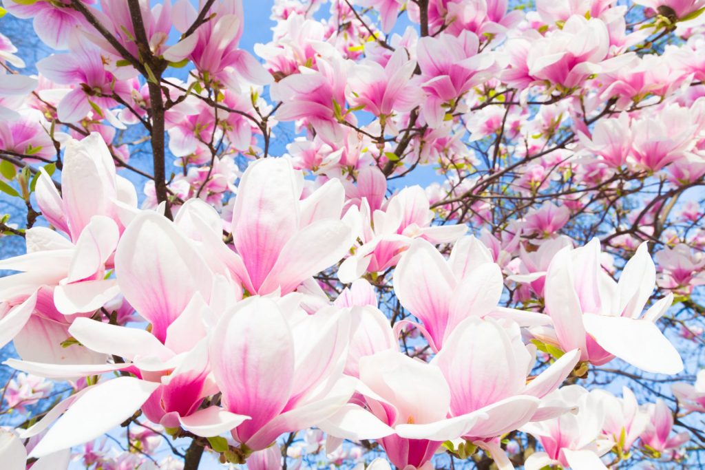 magnolii