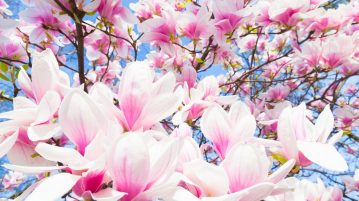 magnolii
