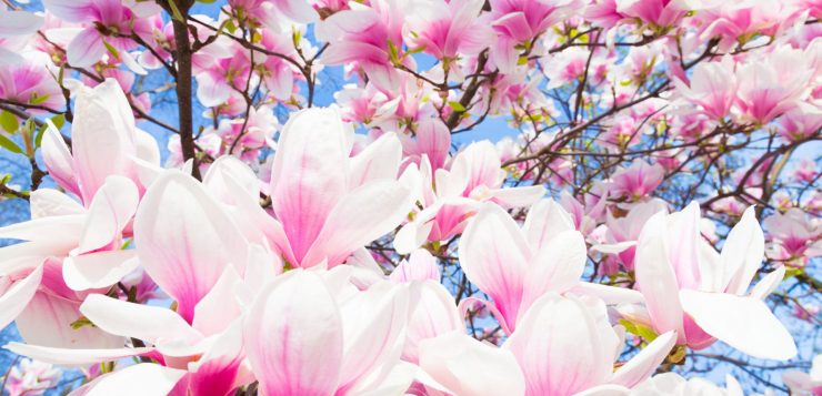 magnolii