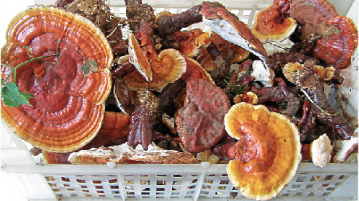 ciuperci