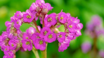 bergenia
