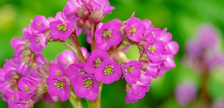 bergenia