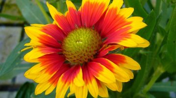 floare