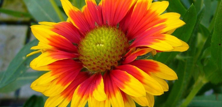 floare
