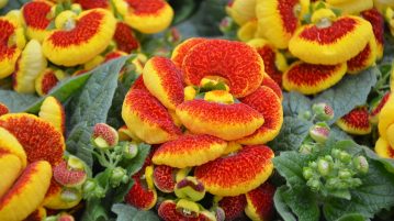 calceolaria
