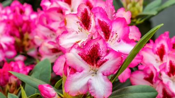 floare roz