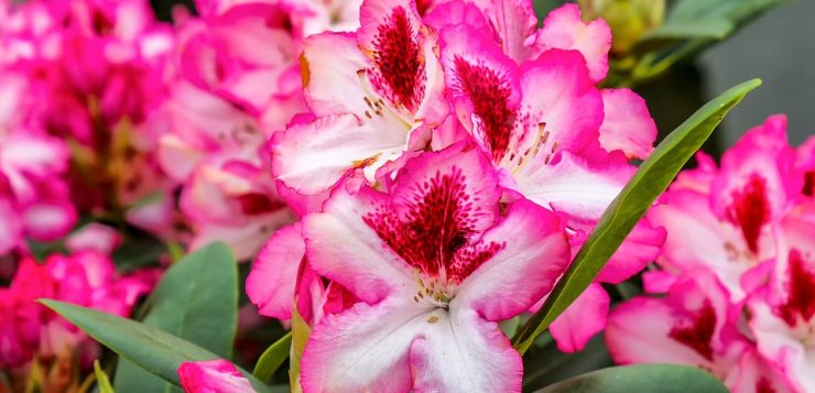 floare roz