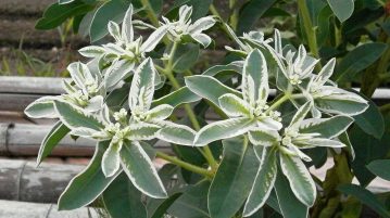 euphorbia