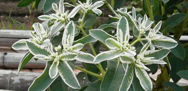 euphorbia