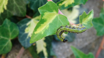daunatorii plantelor