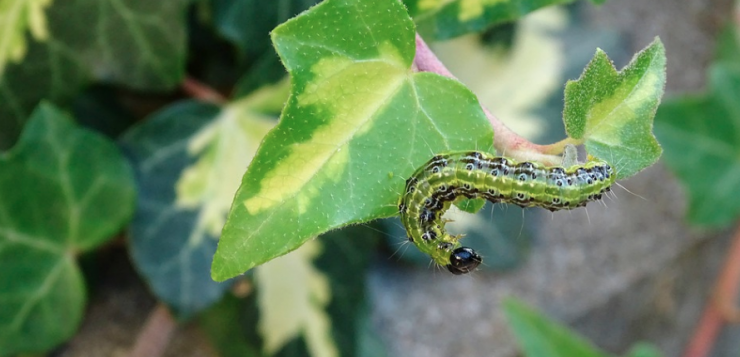 daunatorii plantelor