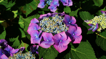 hortensia