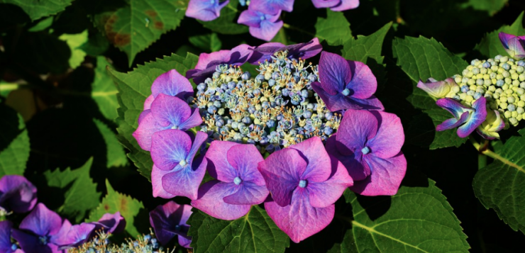 hortensia