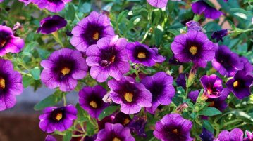 petunia