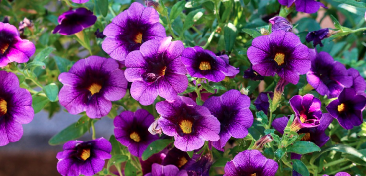 petunia