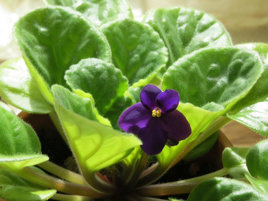 inmultirea viletelor d eparma, violeta africana, violete, plante de apartament