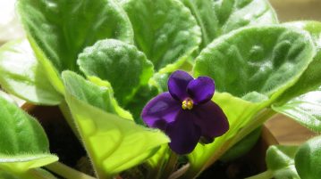 inmultirea viletelor d eparma, violeta africana, violete, plante de apartament