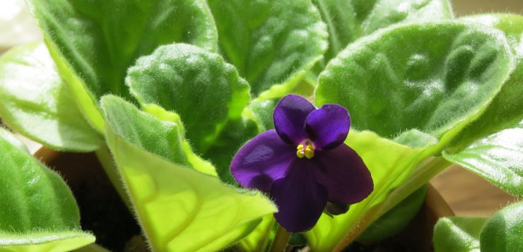 inmultirea viletelor d eparma, violeta africana, violete, plante de apartament